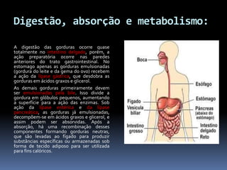 Digestão, absorção e metabolismo: 
A digestão das gorduras ocorre quase 
totalmente no intestino delgado, porém, a 
ação preparatória ocorre nas paredes 
anteriores do trato gastrointestinal. No 
estomago apenas as gorduras emulsionadas 
(gordura do leite e da gema do ovo) recebem 
a ação da lípase gástrica, que desdobra as 
gorduras em ácidos graxos e glicerol. 
As demais gorduras primeiramente devem 
ser emulsionadas pela bile. Isso divide a 
gordura em glóbulos pequenos, aumentando 
a superfície para a ação das enzimas. Sob 
ação da lípase entérica e da lípase 
pancreática, as gorduras já emulsionadas, 
decompõem-se em ácidos graxos e glicerol, e 
assim podem ser absorvidas. Após a 
absorção, há uma recombinação desses 
componentes formando gorduras neutras, 
que são levadas ao fígado para produzir 
substâncias específicas ou armazenadas sob 
forma de tecido adiposo para ser utilizada 
para fins calóricos. 
