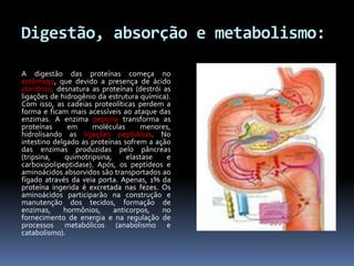 Digestão, absorção e metabolismo: 
A digestão das proteínas começa no 
estômago, que devido a presença de ácido 
clorídrico, desnatura as proteínas (destrói as 
ligações de hidrogênio da estrutura química). 
Com isso, as cadeias proteolíticas perdem a 
forma e ficam mais acessíveis ao ataque das 
enzimas. A enzima pepsina transforma as 
proteínas em moléculas menores, 
hidrolisando as ligações peptídicas. No 
intestino delgado as proteínas sofrem a ação 
das enzimas produzidas pelo pâncreas 
(tripsina, quimotripsina, elastase e 
carboxipolipeptidase). Após, os peptídeos e 
aminoácidos absorvidos são transportados ao 
fígado através da veia porta. Apenas, 1% da 
proteína ingerida é excretada nas fezes. Os 
aminoácidos participarão na construção e 
manutenção dos tecidos, formação de 
enzimas, hormônios, anticorpos, no 
fornecimento de energia e na regulação de 
processos metabólicos (anabolismo e 
catabolismo). 
 