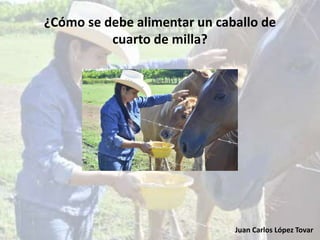 Juan Carlos López Tovar
¿Cómo se debe alimentar un caballo de
cuarto de milla?
 