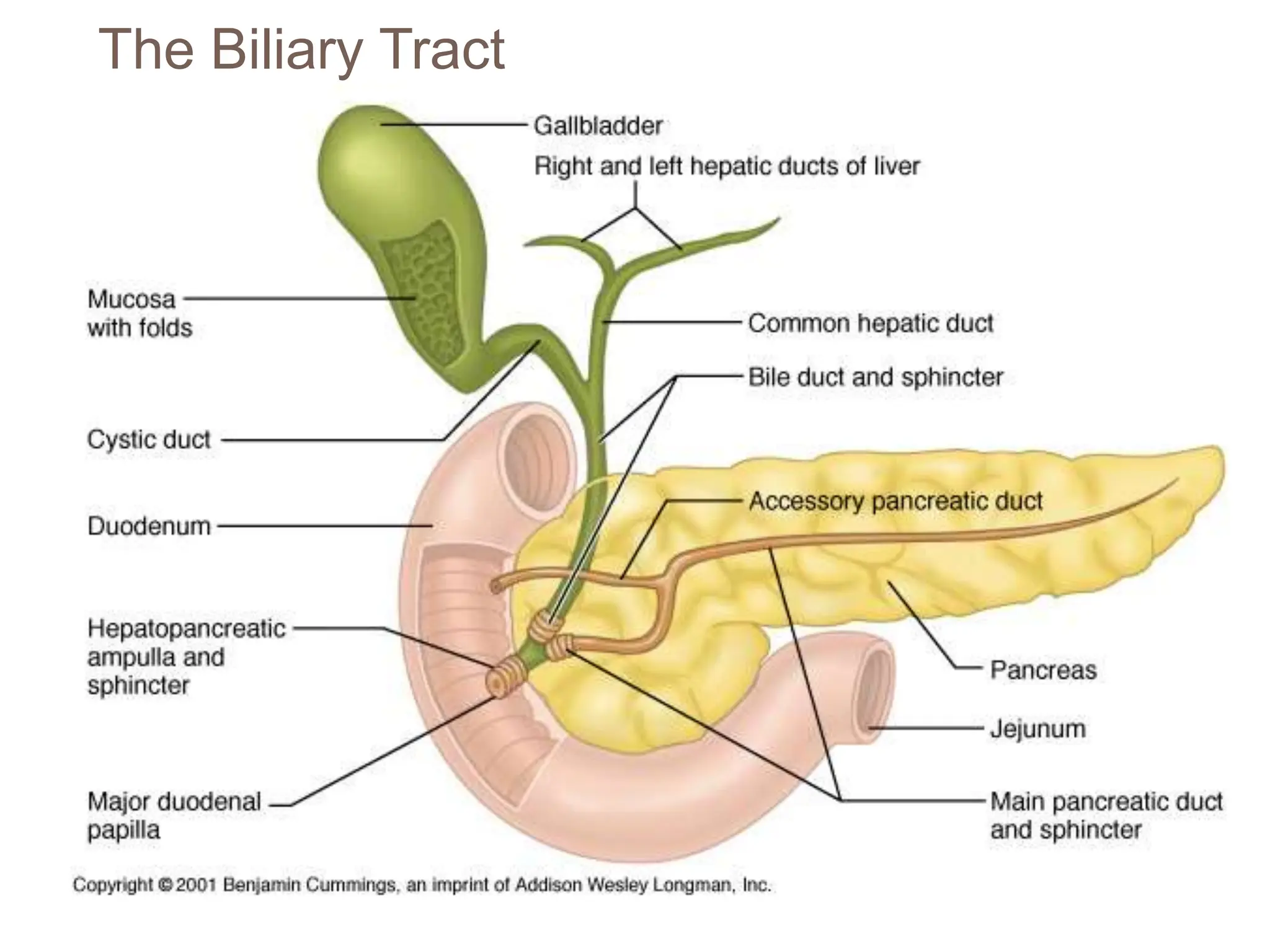 The Biliary Tract
 