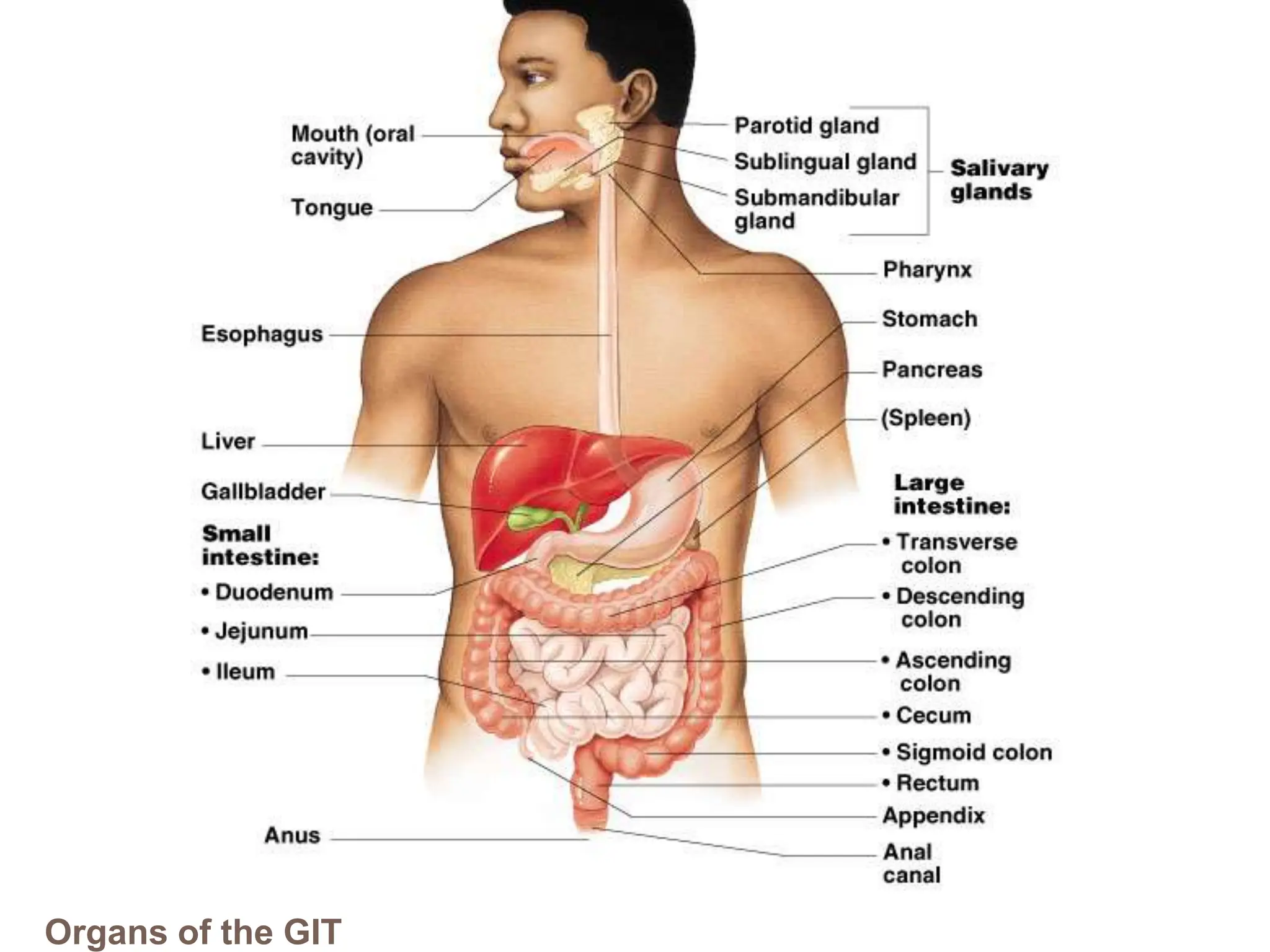 Organs of the GIT
 