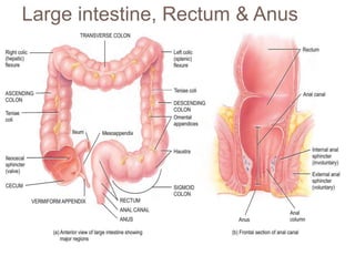 Large intestine, Rectum & Anus
 