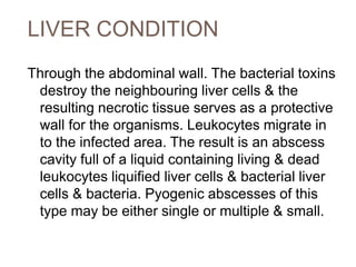 LIVER CONDITION
Through the abdominal wall. The bacterial toxins
destroy the neighbouring liver cells & the
resulting necrotic tissue serves as a protective
wall for the organisms. Leukocytes migrate in
to the infected area. The result is an abscess
cavity full of a liquid containing living & dead
leukocytes liquified liver cells & bacterial liver
cells & bacteria. Pyogenic abscesses of this
type may be either single or multiple & small.
 