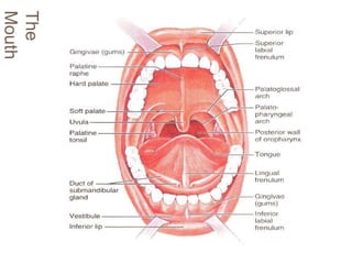 The
Mouth
 