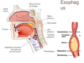 Esophag
us
 
