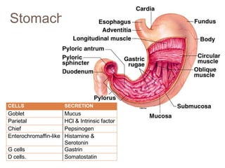 Stomach
CELLS SECRETION
Goblet Mucus
Parietal HCl & Intrinsic factor
Chief Pepsinogen
Enterochromaffin-like Histamine &
Serotonin
G cells Gastrin
D cells. Somatostatin
 
