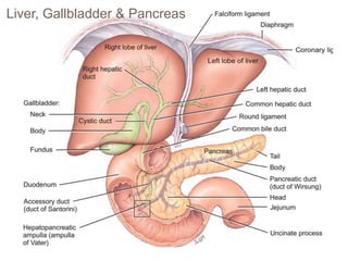 Liver, Gallbladder & Pancreas
 