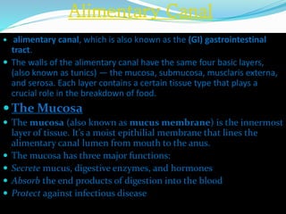 Alimentary Canal
 alimentary canal, which is also known as the (GI) gastrointestinal
tract.
 The walls of the alimentary canal have the same four basic layers,
(also known as tunics) — the mucosa, submucosa, musclaris externa,
and serosa. Each layer contains a certain tissue type that plays a
crucial role in the breakdown of food.
 The Mucosa
 The mucosa (also known as mucus membrane) is the innermost
layer of tissue. It’s a moist epithilial membrane that lines the
alimentary canal lumen from mouth to the anus.
 The mucosa has three major functions:
 Secrete mucus, digestive enzymes, and hormones
 Absorb the end products of digestion into the blood
 Protect against infectious disease
 
