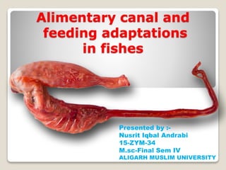 Alimentary canal and
feeding adaptations
in fishes
Presented by :-
Nusrit Iqbal Andrabi
15-ZYM-34
M.sc-Final Sem IV
ALIGARH MUSLIM UNIVERSITY
 