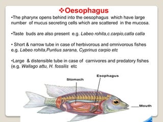 Oesophagus
•The pharynx opens behind into the oesophagus which have large
number of mucus secreting cells which are scattered in the mucosa.
•Taste buds are also present e.g. Labeo rohita,c.carpio,catla catla
• Short & narrow tube in case of herbivorous and omnivorous fishes
e.g. Labeo rohita,Puntius sarana, Cyprinus carpio etc
•Large & distensible tube in case of carnivores and predatory fishes
(e.g. Wallago attu, H. fossilis etc
 