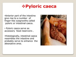 Pyloric caeca
•Anterior part of the intestine
give rise to a number of
finger-like outgrowths called
pyloric or intestinal caeca.
• Pyloric caeca serve as
accessory food reservoirs .
•Histologically, intestinal caeca
resembles the intestine and
probably serve to enhance the
absorptive area.
 