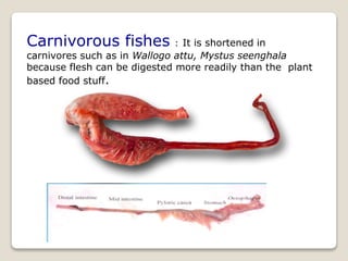 Carnivorous fishes : It is shortened in
carnivores such as in Wallogo attu, Mystus seenghala
because flesh can be digested more readily than the plant
based food stuff.
 