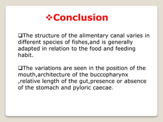 Conclusion
The structure of the alimentary canal varies in
different species of fishes,and is generally
adapted in relation to the food and feeding
habit.
The variations are seen in the position of the
mouth,architecture of the buccopharynx
,relative length of the gut,presence or absence
of the stomach and pyloric caecae.
 