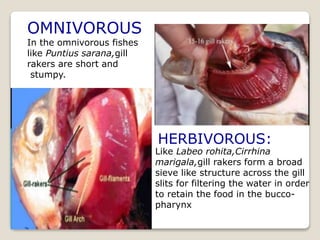OMNIVOROUS
In the omnivorous fishes
like Puntius sarana,gill
rakers are short and
stumpy.
HERBIVOROUS:
Like Labeo rohita,Cirrhina
marigala,gill rakers form a broad
sieve like structure across the gill
slits for filtering the water in order
to retain the food in the bucco-
pharynx
 
