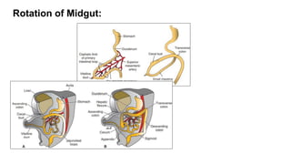 Alimentary system.pptx