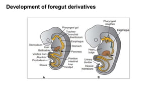 Foregut Development Alimentary system.pptx