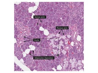 Alimentary system.pptx