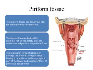 Piriform fossae
The piriform fossae are dangerous sites
for perforation by an endoscope
The ingested foreign bodies (for
example, fish bones, safety pins) are
sometimes lodged into the piriform fossa
The removal of foreign bodies may
damage the internal laryngeal nerve
leading to anesthesia in the supraglottic
part of the larynx and subsequent loss of
protective cough reflex
 