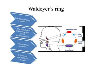 Waldeyer’s ring
 