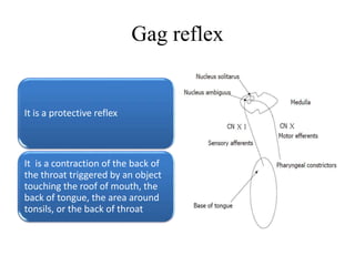 Gag reflex
It is a protective reflex
It is a contraction of the back of
the throat triggered by an object
touching the roof of mouth, the
back of tongue, the area around
tonsils, or the back of throat
 