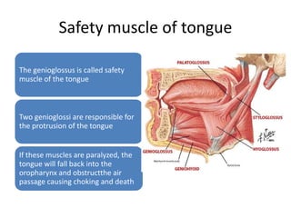 Safety muscle of tongue
The genioglossus is called safety
muscle of the tongue
Two genioglossi are responsible for
the protrusion of the tongue
If these muscles are paralyzed, the
tongue will fall back into the
oropharynx and obstructthe air
passage causing choking and death
 