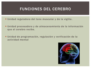  Unidad reguladora del tono muscular y de la vigilia.
 Unidad procesadora y de almacenamiento de la información
que el cerebro recibe.
 Unidad de programación, regulación y verificación de la
actividad mental
FUNCIONES DEL CEREBRO
 