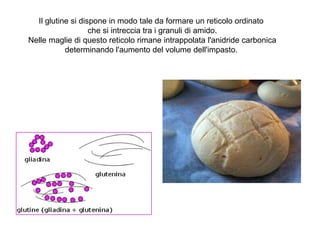 Il glutine si dispone in modo tale da formare un reticolo ordinato
che si intreccia tra i granuli di amido.
Nelle maglie di questo reticolo rimane intrappolata l'anidride carbonica
determinando l'aumento del volume dell'impasto.
 