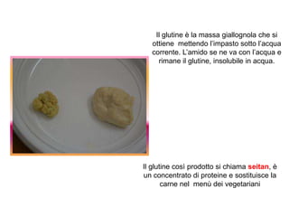 Il glutine è la massa giallognola che si
ottiene mettendo l’impasto sotto l’acqua
corrente. L’amido se ne va con l’acqua e
rimane il glutine, insolubile in acqua.
Il glutine così prodotto si chiama seitan, è
un concentrato di proteine e sostituisce la
carne nel menù dei vegetariani
 