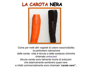 Come per molti altri vegetali di colore rosso/viola/blu
la particolare colorazione
delle carote viola è dovuta a delle sostanze chimiche
chiamate antociani
Alcune carote sono talmente ricche di antociani
che esternamente sembrano quasi nere
e infatti commercialmente sono chiamate “carote nere”.
 