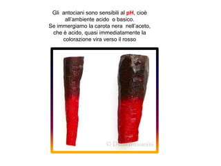 Gli antociani sono sensibili al pH, cioè
all’ambiente acido o basico.
Se immergiamo la carota nera nell’aceto,
che è acido, quasi immediatamente la
colorazione vira verso il rosso
 