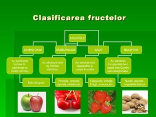 Clasificarea fructelor FRUCTELE SEMINŢOASE SÂMBUROASE BACE NUCIFERE Au seminţele închise în  cămăruţe cu pereţii cărnoşi. Măr.păr,gutui Au sâmbure tare ce închide sămânţa. Prunele, cireşele vişinele,caisele,etc. Au seminţe mici răspândite în  pulpa fructelor Căpşunile, afinele, Fragii, zmeura,etc. Au sămânţa înconjurată de o coajă tare.Conţin ulei-oleaginoase. Nucile, alunele, migdalele,fisticul 