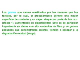 Los granos son menos masticados por los vacunos que los
forrajes, por lo cual, el procesamiento permite una mayor
superficie de contacto y un mejor ataque por parte de los m.o.
(efecto 1), aumentando su digestibilidad. Esto es de particular
importancia en dietas con alto contenido de fibra y en granos
pequeños que suministrados enteros, tienden a escapar a la
degradación ruminal (sorgo).
 