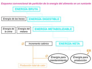 Esquema convencional de partición de la energía del alimento en un rumiante
ENERGÍA BRUTA
ENERGÍA DIGESTIBLE
ENERGÍA METABOLIZABLE
ENERGÍA NETA
Energía para
mantenimiento
Energía para
producción
Producción total de calor
Incremento calórico


Energía de
la orina
Energía del
metano
Energía de las heces
ER
 