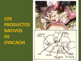 LOS   PRODUCTOS   NATIVOSDE   OYACACHI
