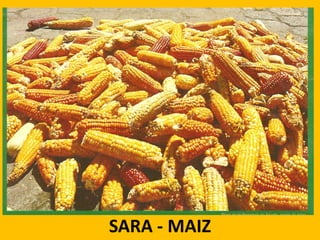 SARA - MAIZ