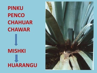      PINKU     PENCO     CHAHUAR     CHAWAR     MISHKI     HUARANGU