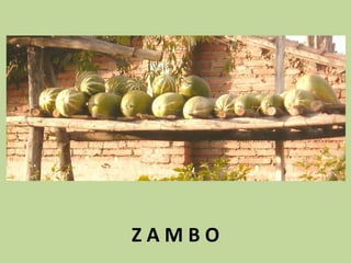 Z A M B O