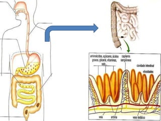 Como a energia dos alimentos chega até a nossa célula?
