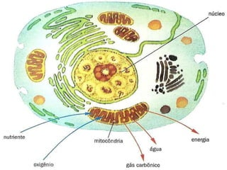 Respiração CelularGlicose  Energia Oxigênio   Gás Carbônico