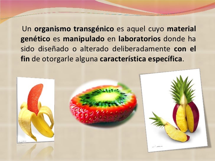 Resultado de imagen para transgenicos