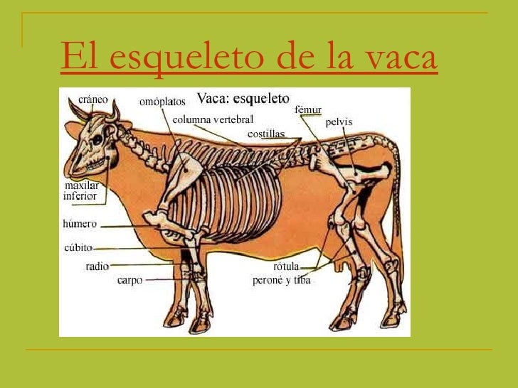 Esqueleto De Vaca Y Sus Partes