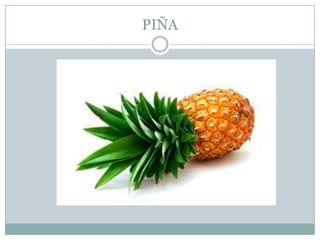 PIÑA
 