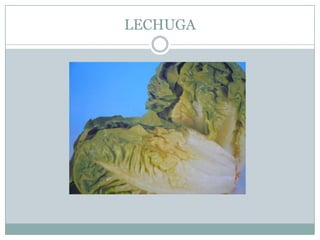 LECHUGA
 
