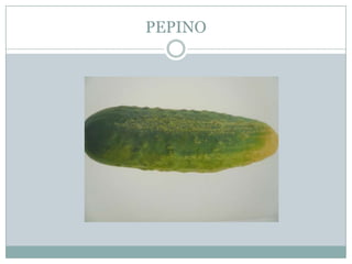 PEPINO
 