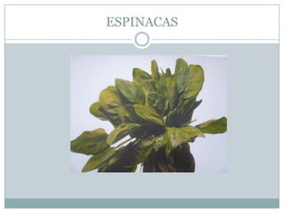 ESPINACAS
 