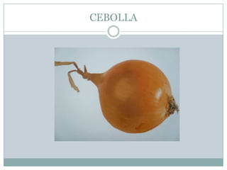 CEBOLLA
 