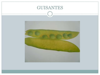GUISANTES
 