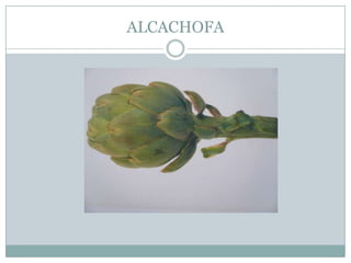 ALCACHOFA
 