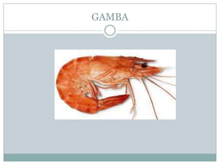 GAMBA
 