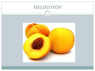 MELOCOTÓN
 
